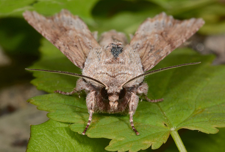 Noctuidae molto variabile